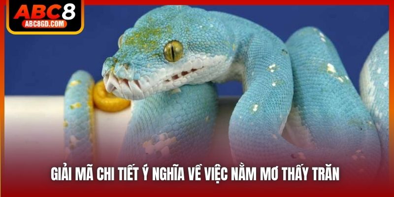 Giải mã chi tiết ý nghĩa về việc nằm mơ thấy trăn 