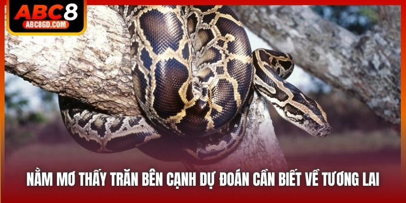 Nằm Mơ Thấy Trăn Bên Cạnh Dự Đoán Cần Biết Về Tương Lai