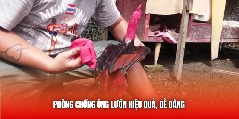 Phòng chống úng lườn hiệu quả, dễ dàng