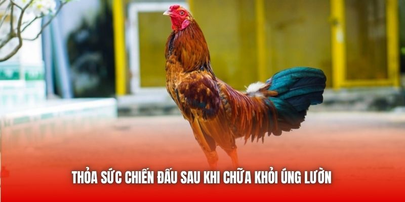 Thỏa sức chiến đấu sau khi chữa khỏi úng lườn