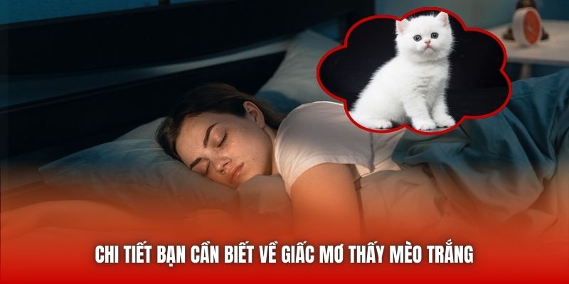Chi tiết bạn cần biết về giấc mơ thấy mèo trắng 