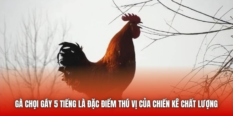 Gà chọi gáy 5 tiếng là đặc điểm thú vị của chiến kê chất lượng 